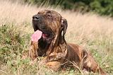 FILA BRASILEIRO 118